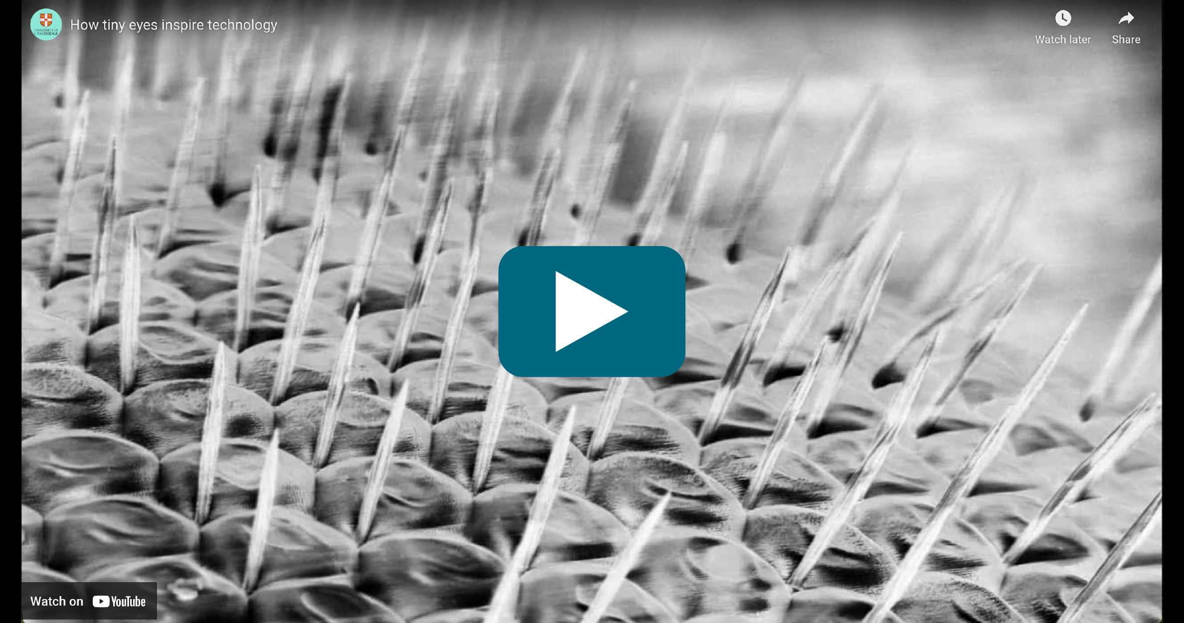 Video Thumbnail: How tiny eyes inspire technology